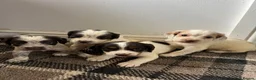 Sprocker dogs for sale: 🐾 Beautiful F2 Sprocker Spaniel Puppies 🐾 - Advert 6