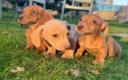 Miniature Dachshund dogs for sale: Stunning miniature dash’s  - Image 10