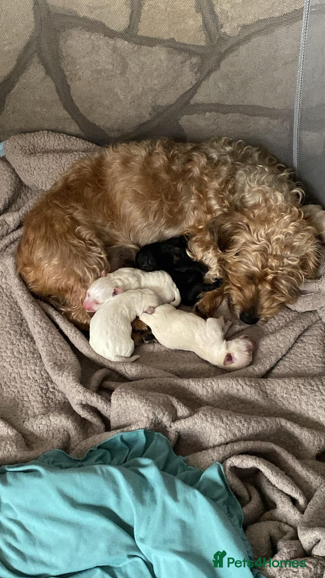 Mixed Breed dogs Lovely West Highland Doxie Puppies  - Advert 1