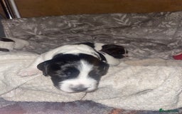 Sprocker dogs for sale: Gorgeous Sprocker Spaniel Puppies 🐶 - Image 8