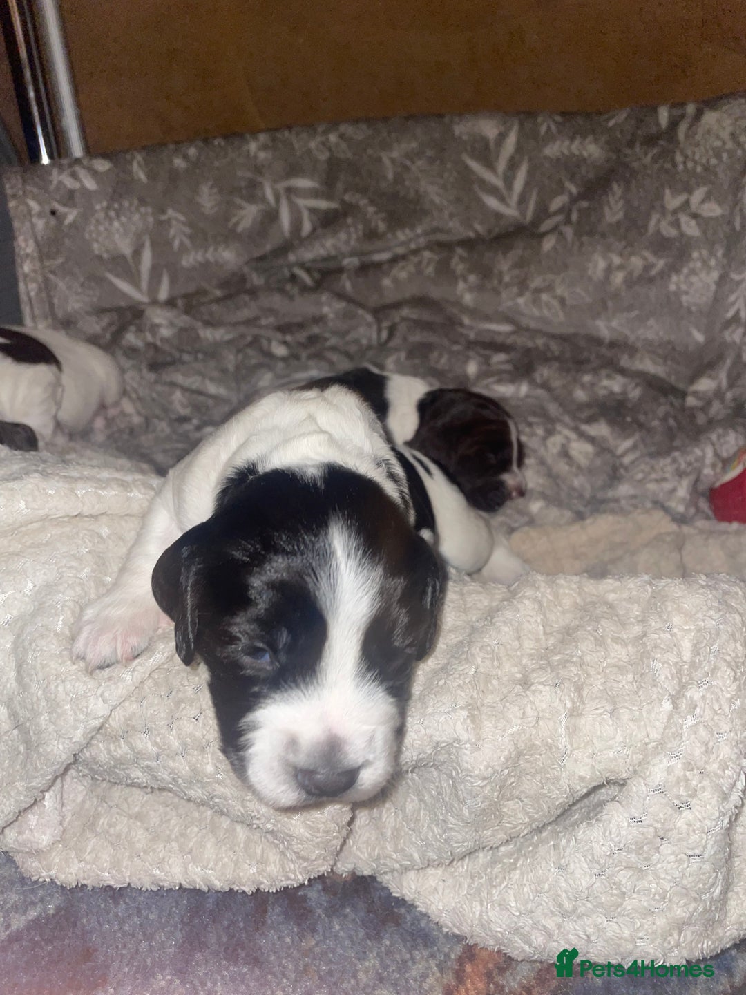 Sprocker dogs for sale: Gorgeous Sprocker Spaniel Puppies 🐶 - Image 8