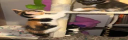 Mixed Breed cats for sale: 2 male, 4 female kittens are looking for home - Advert 10