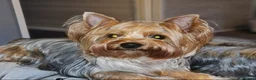 Yorkshire Terrier dogs for sale: Pedigree miniature Yorkshire terriers puppies  - Advert 6