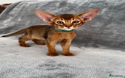 Abyssinian cats for sale: Beautiful Abyssinians kittens - Image 32