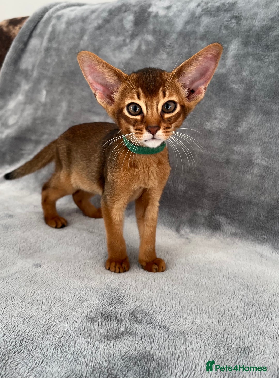 Abyssinian cats for sale: Beautiful Abyssinians kittens - Image 32