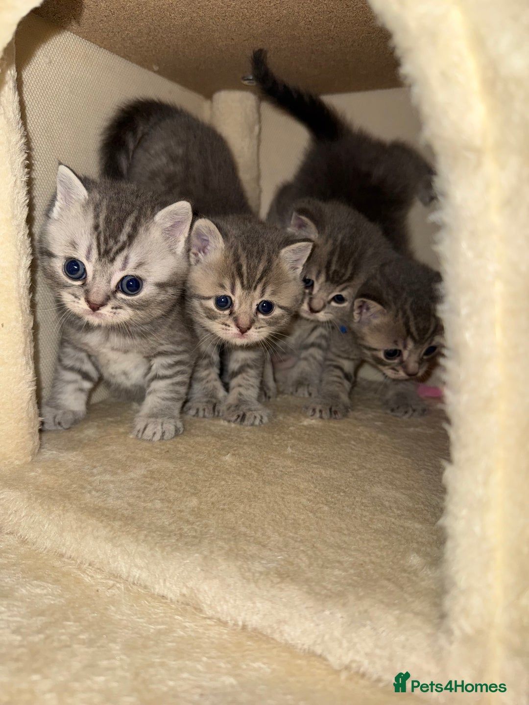 British Shorthair cats for sale: BRITISH SHORTHAIR KITTENS - Advert 11