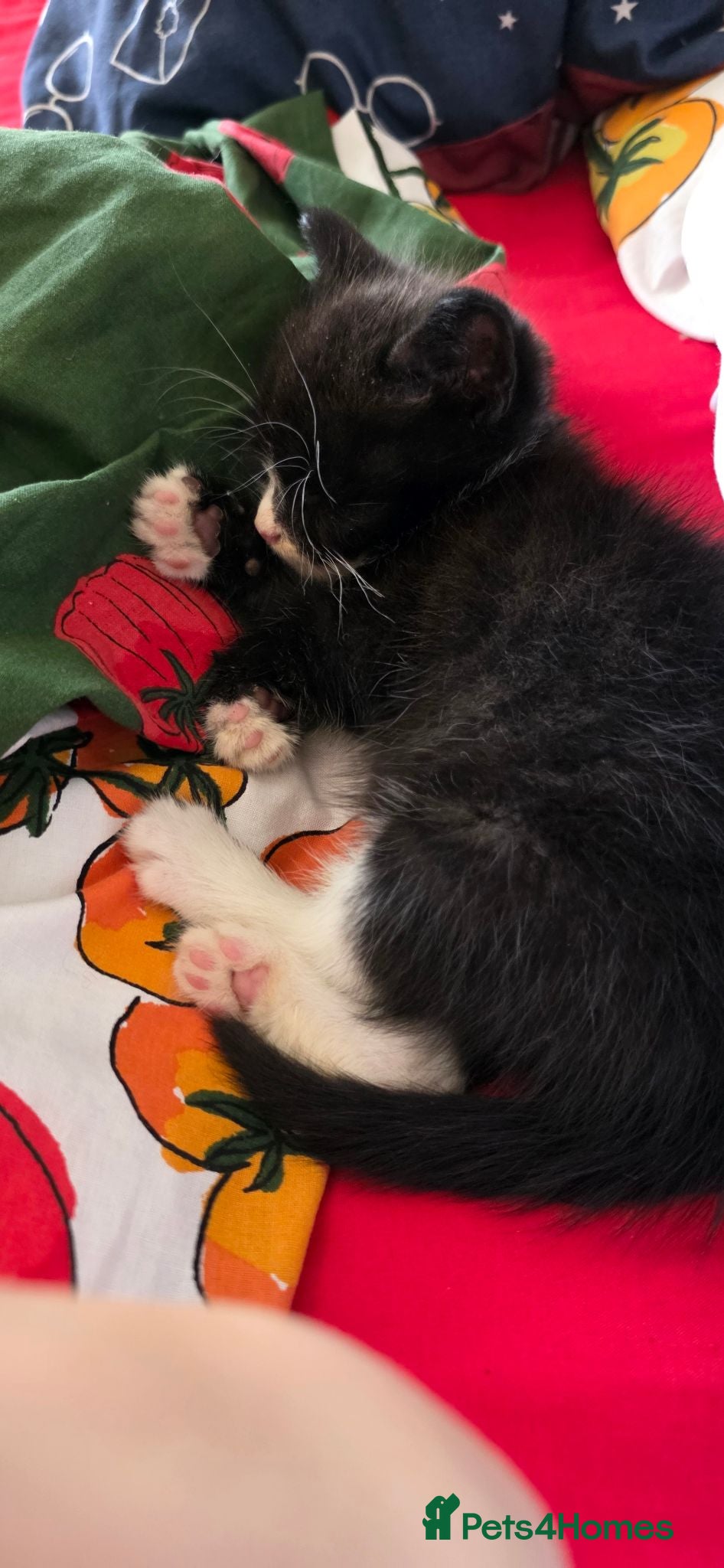 Mixed Breed cats Adorable Tuxedo Male Kitten  - Advert 11