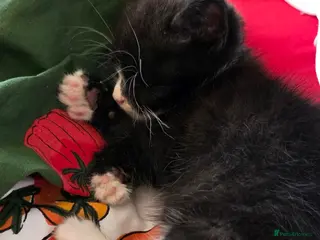 Mixed Breed cats Adorable Tuxedo Male Kitten - Advert 2