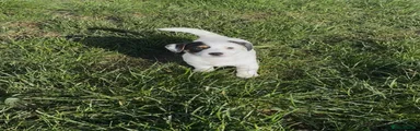 Jack Russell Puppy 3