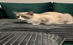 Ragdoll cats for sale: Ragdoll - Image 6