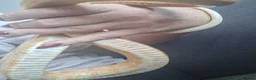 Corn Snake reptiles for sale: Various corn snakes for sale, Snow Tessera & more - Advert 27