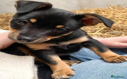 Jack Russell dogs for sale: Miniature jack Russell puppies  - Image 2