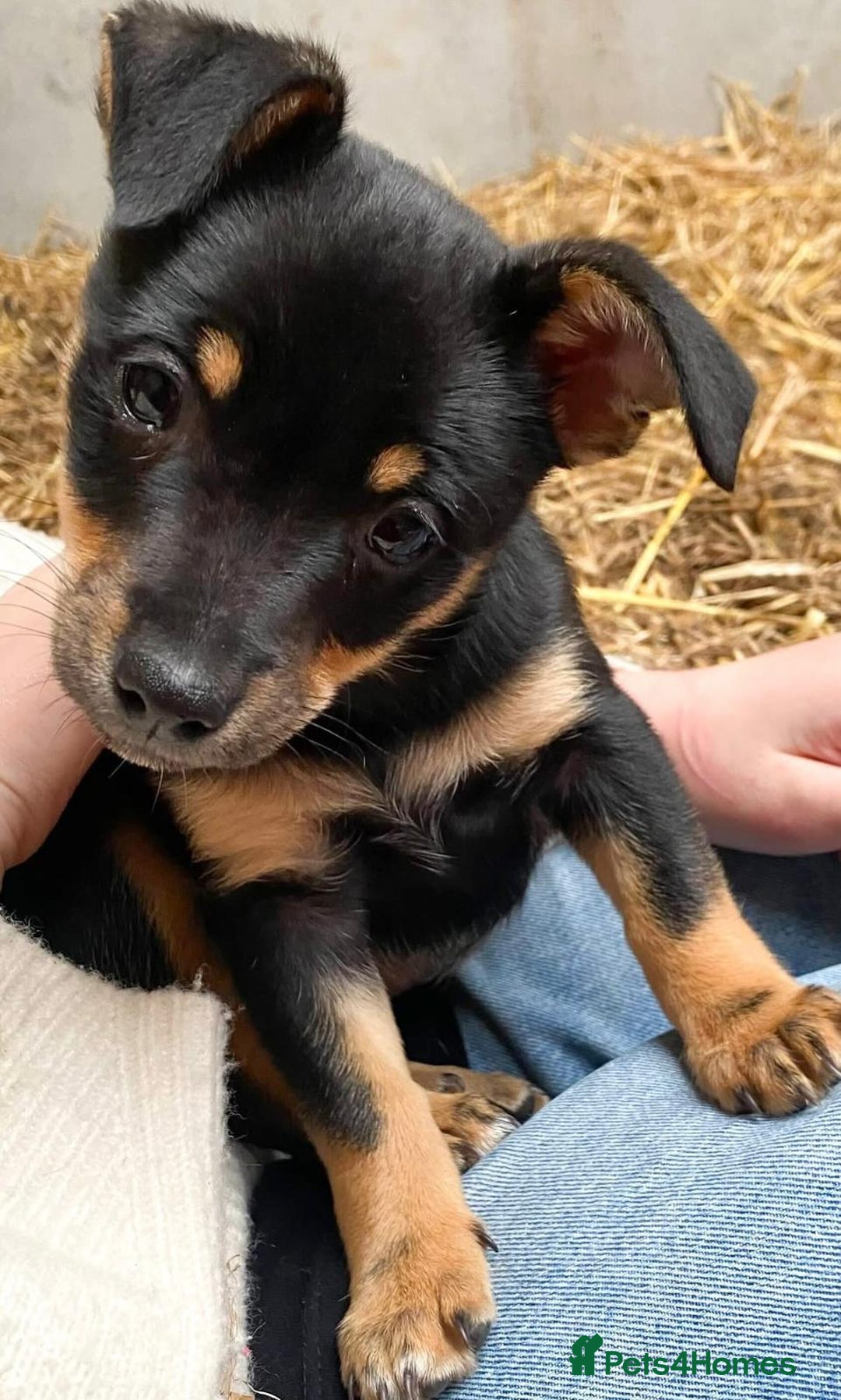 Jack Russell dogs for sale: Miniature jack Russell puppies  - Image 2