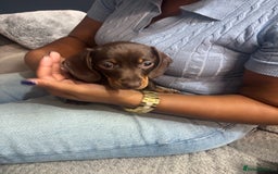 Miniature Dachshund dogs for sale: Miniature dachshund   - Image 4