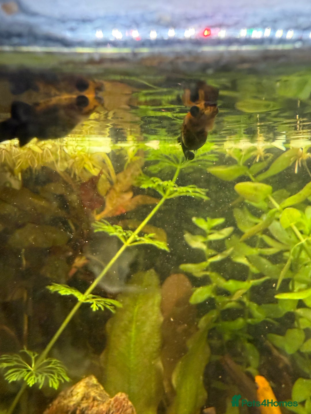 Mollies fish for sale: Mollies Need rehoming  - Advert 3