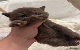 British Shorthair cats for sale: 😻Chocolate BSH boys✅ 👌GCCF reg, ready November  - Image 8