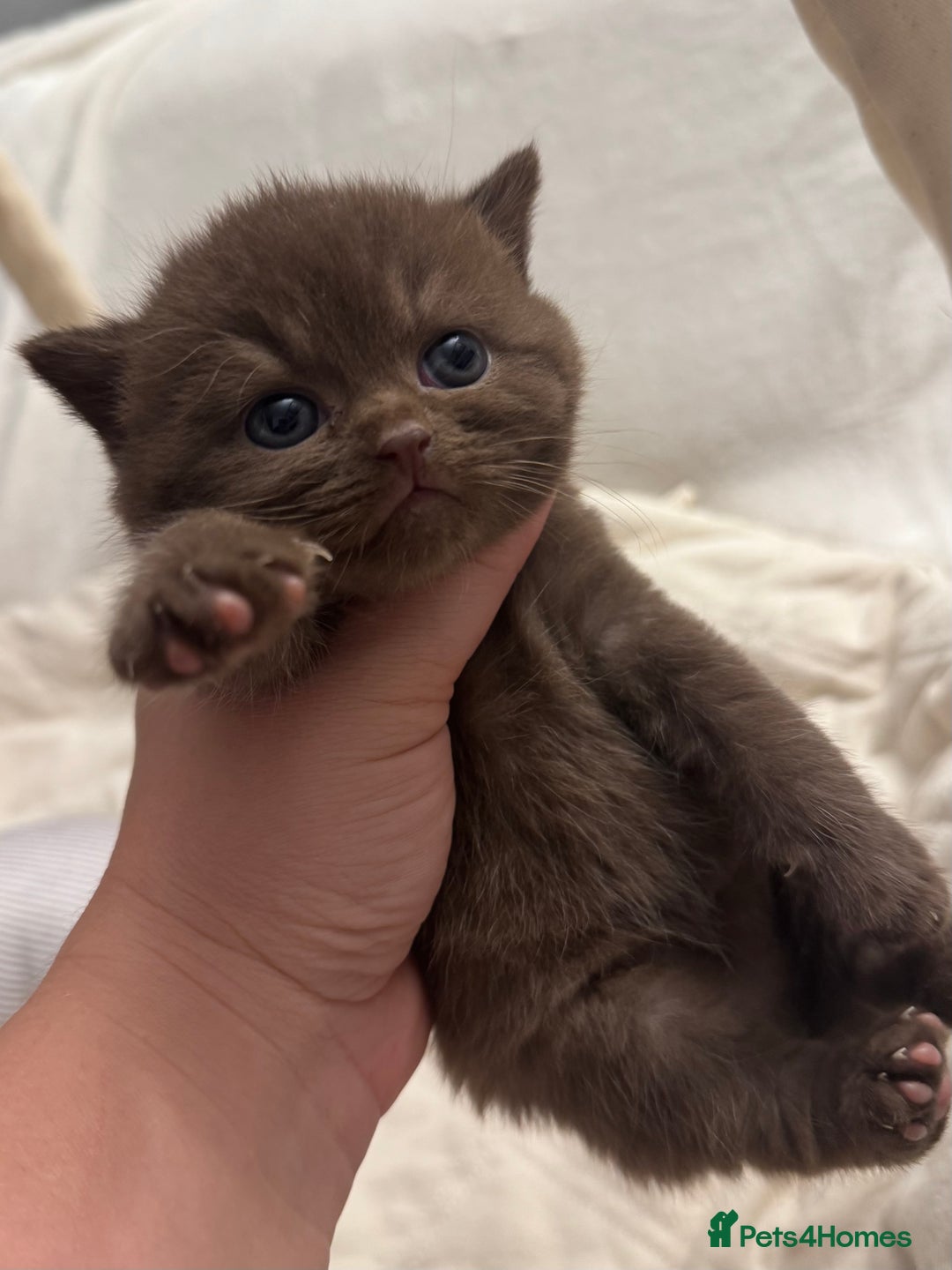 British Shorthair cats for sale: 😻Chocolate BSH boys✅ 👌GCCF reg, ready November  - Image 8