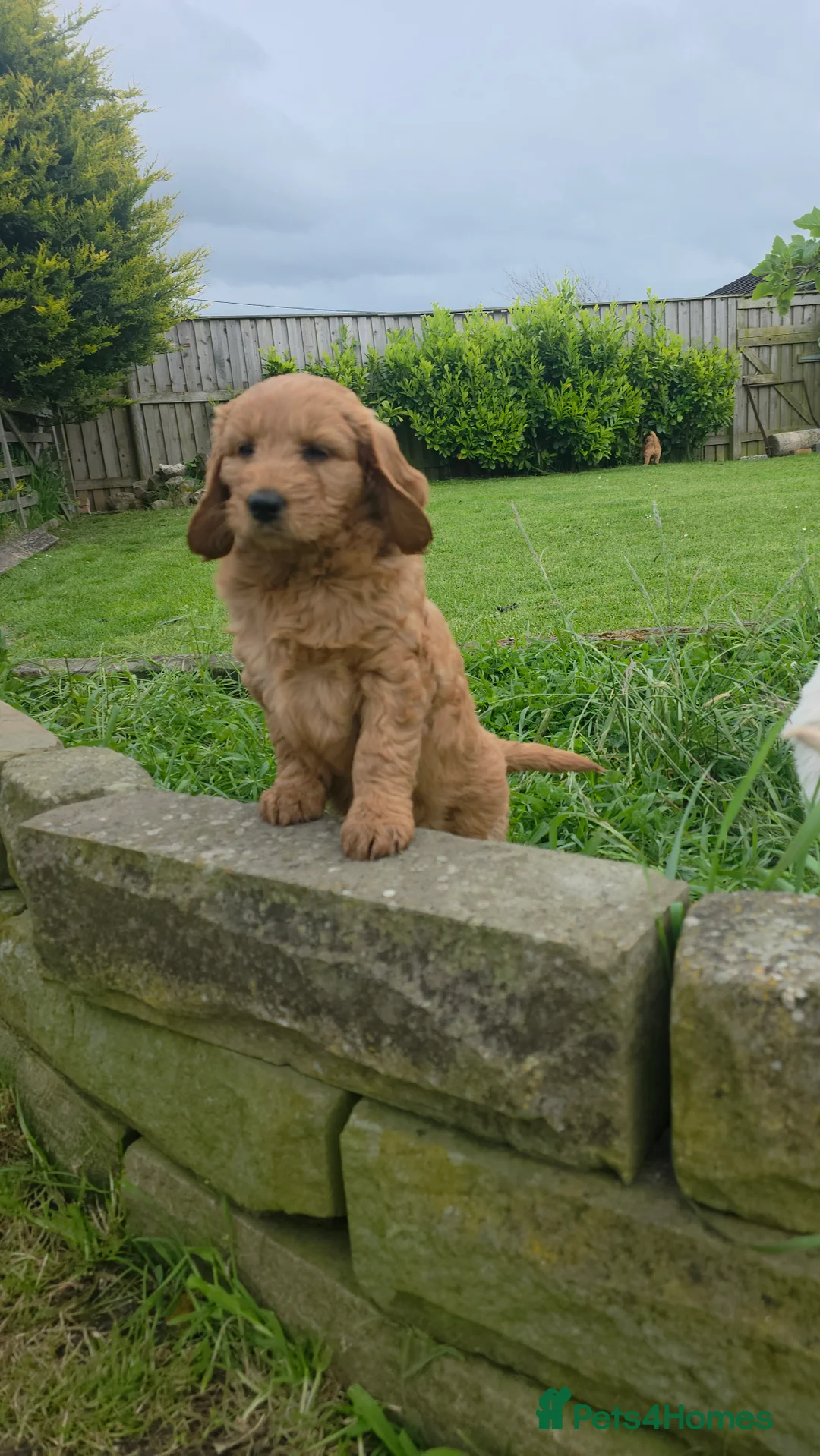 Mini Goldendoodle dogs for sale: Beautiful  goldendoodle puppies for sale - Advert 18