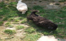 German Shepherd dogs for sale: German Shepherd pups ready end of August  - Image 22
