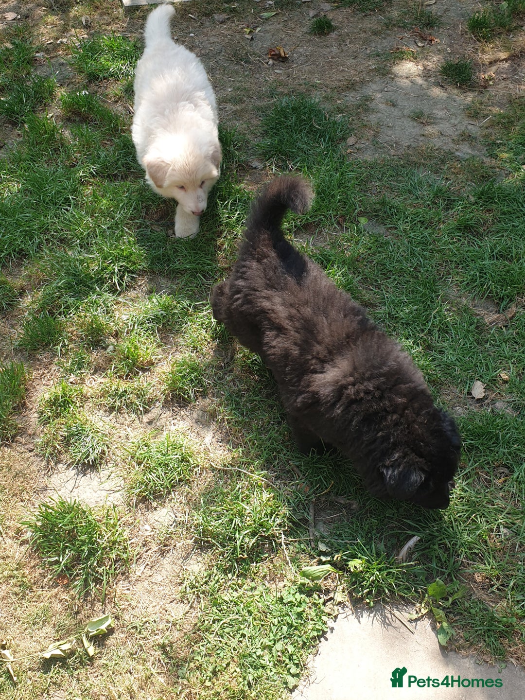 German Shepherd dogs for sale: German Shepherd pups ready end of August  - Image 22