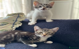 Mixed Breed cats for sale: Tabby kittens - Image 4