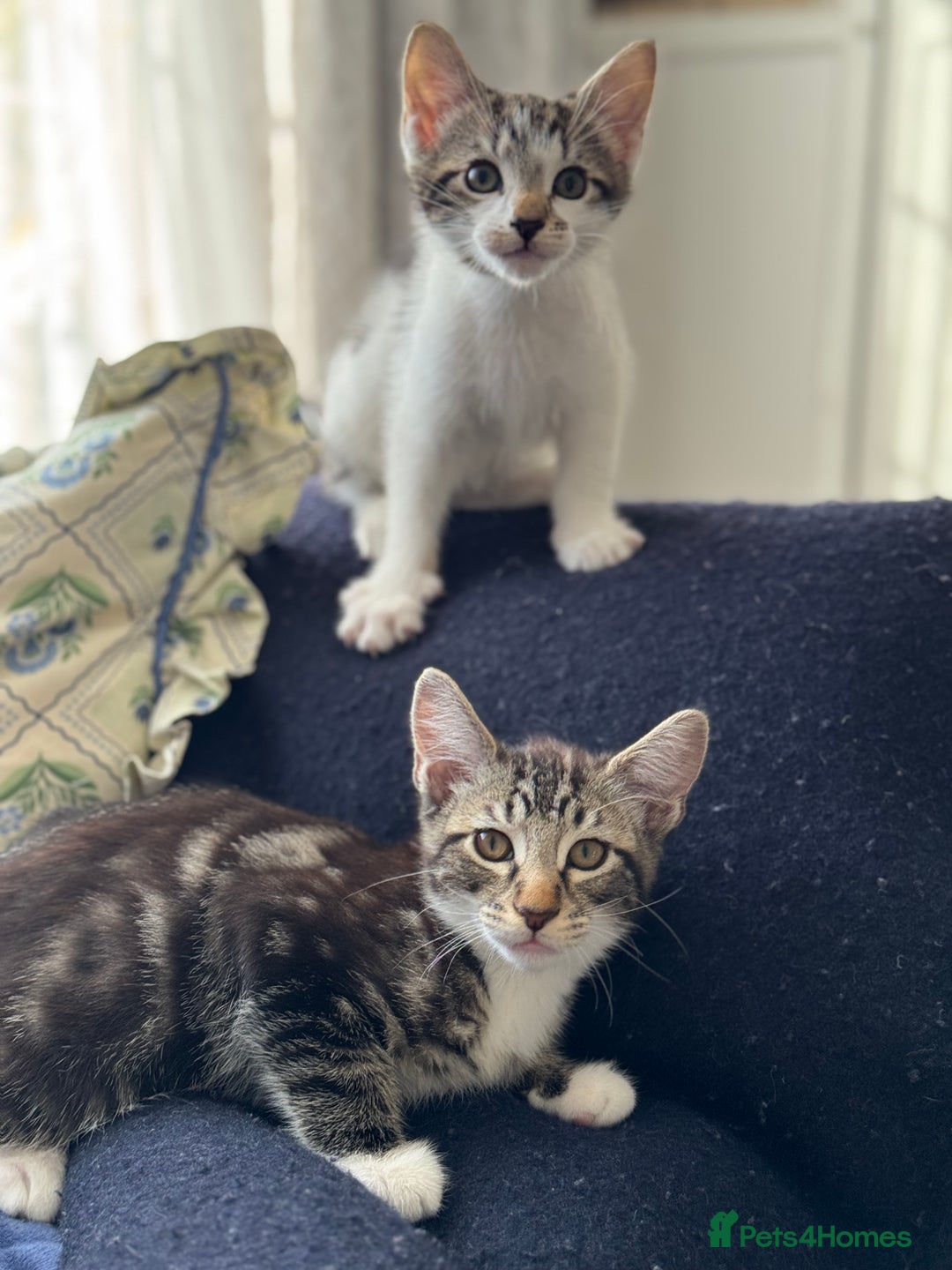 Mixed Breed cats for sale: Tabby kittens - Image 4