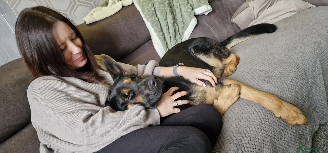 German Shepherd dogs for sale: Nearly 2 german shepherd male - Advert 2