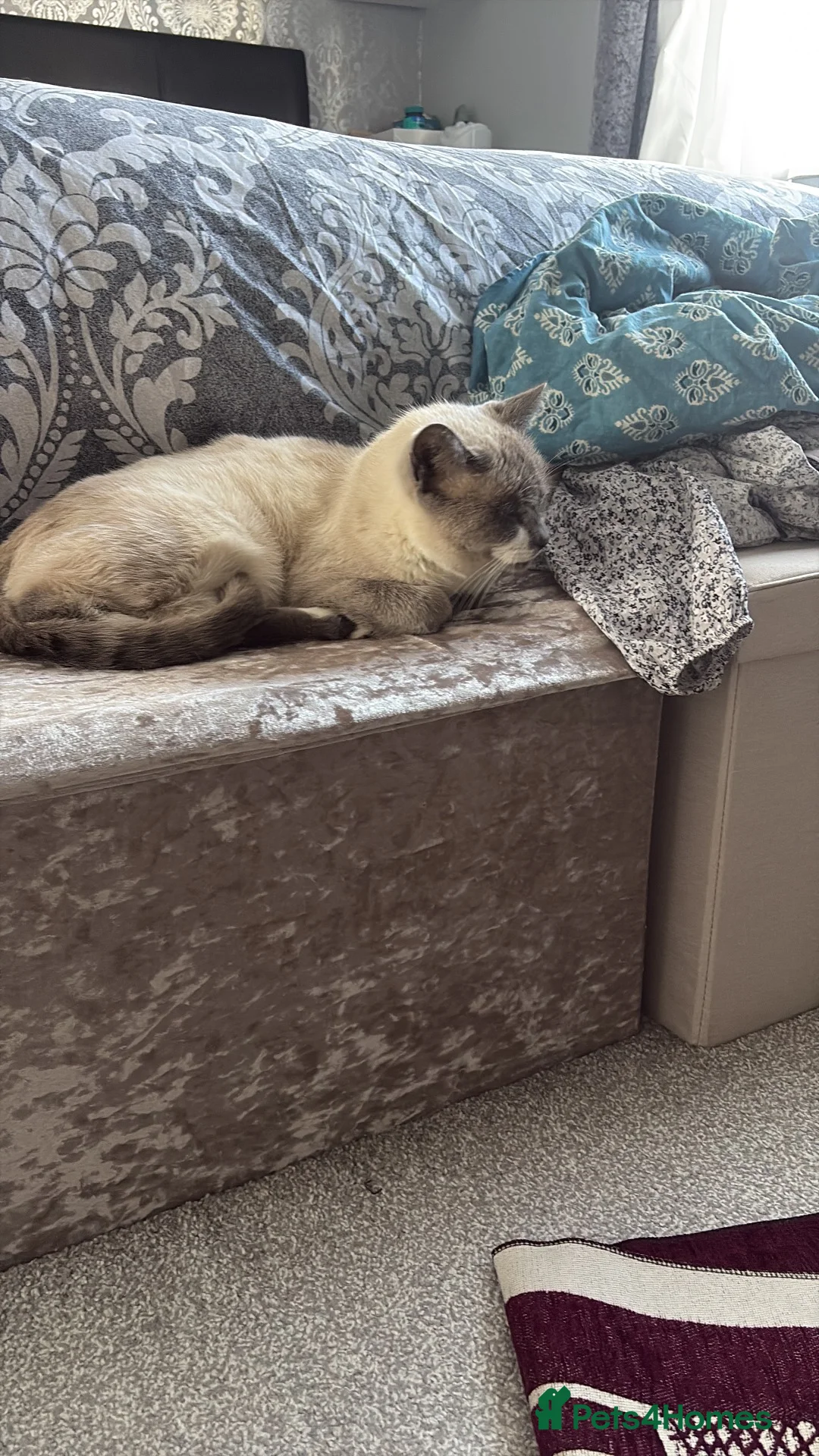 Siamese cats for sale: Siamese Ragdoll cat 4-5 years old  - Advert 7