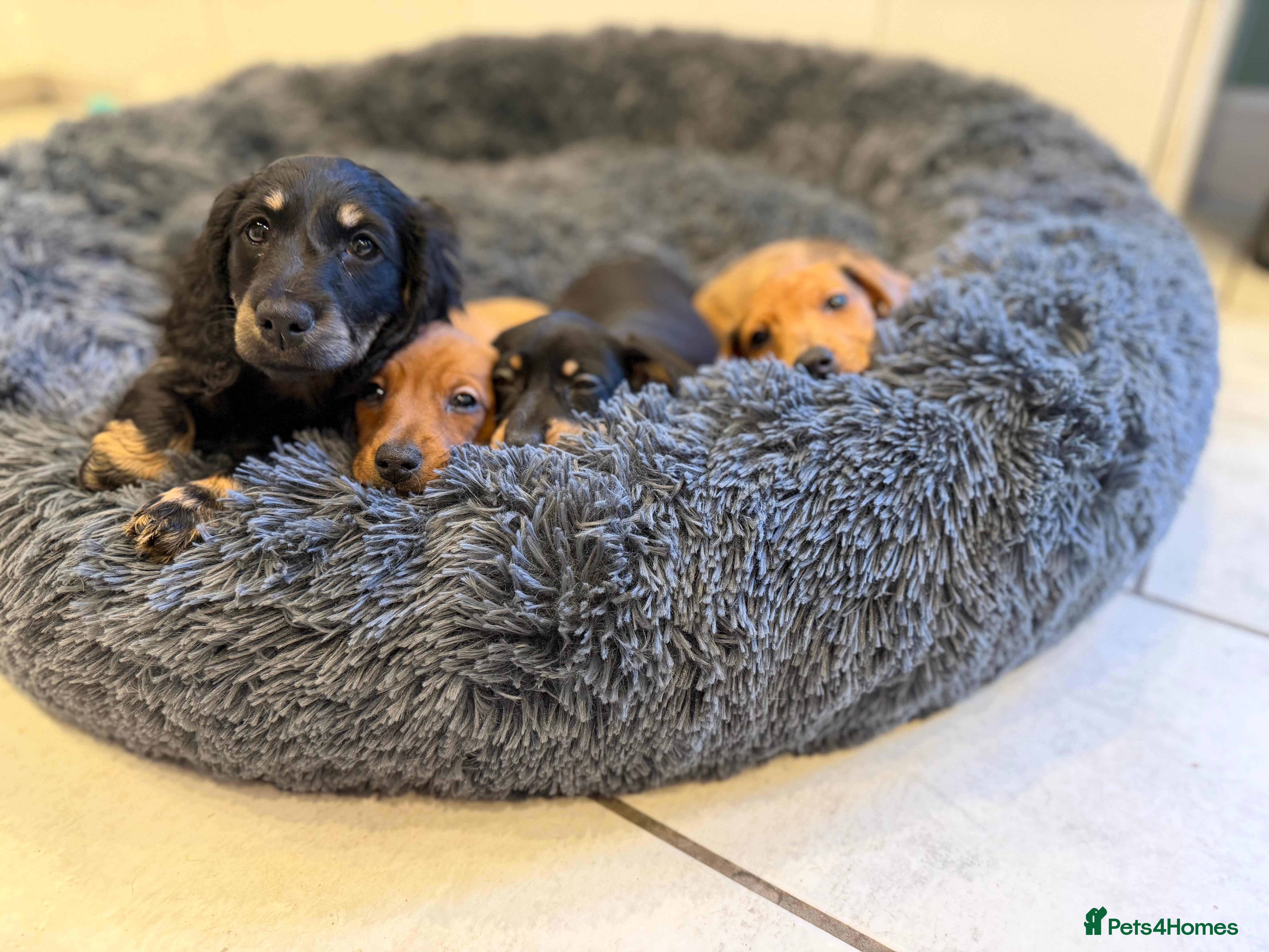 Miniature Dachshund dogs ⭐ 1 Black and Tan Miniature Dachshund ⭐  - Advert 6