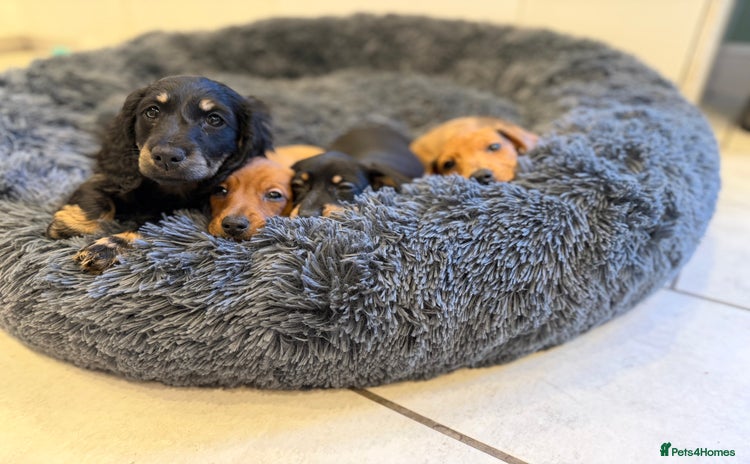 Miniature Dachshund dogs Quality Miniature Dachshund puppies - Advert 10