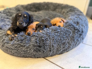 Miniature Dachshund dogs Quality Miniature Dachshund puppies - Advert 3