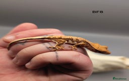 Gecko reptiles for sale: Red Tri Colour Harlequin Crested Gecko CB25  - Image 4