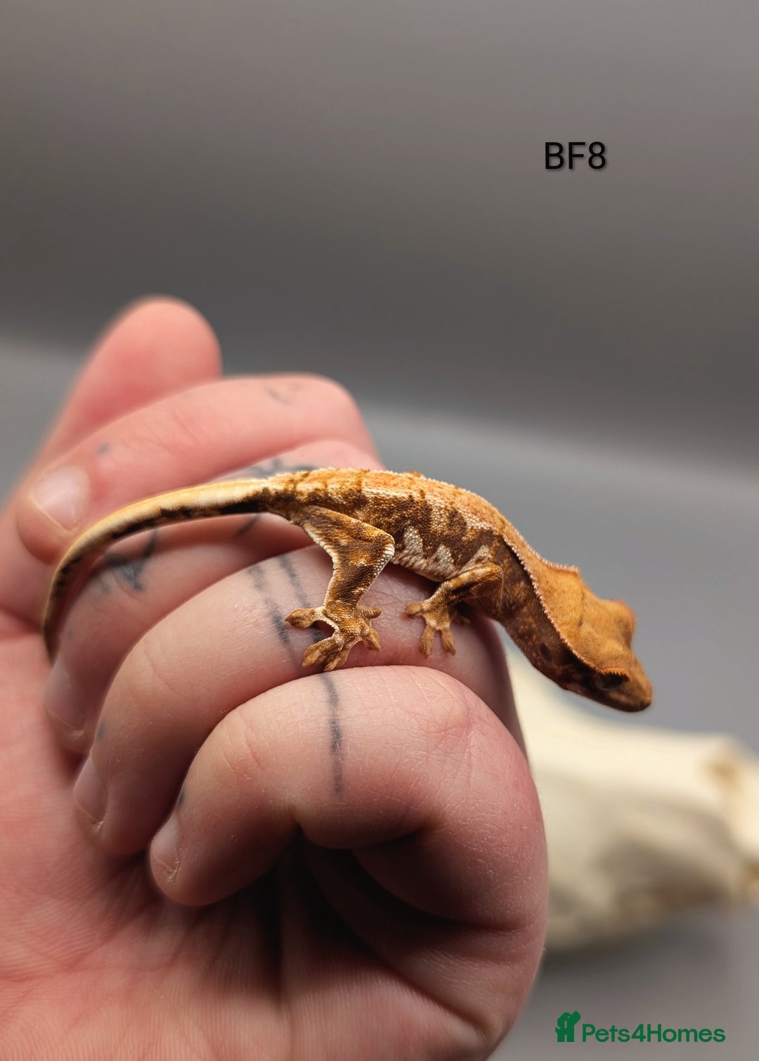 Gecko reptiles for sale: Red Tri Colour Harlequin Crested Gecko CB25  - Image 4