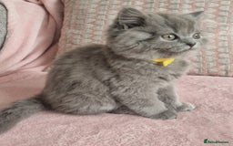 British Longhair cats for sale: ACTIVE REGISTERED BLH GIRL, GCCF, PEDIGREE - Image 11
