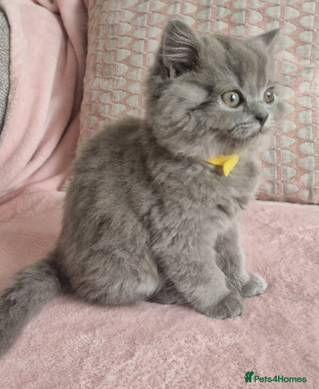 British Longhair cats for sale: ACTIVE REGISTERED BLH GIRL, GCCF, PEDIGREE - Image 11