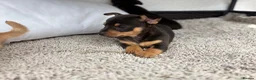 Mixed Breed dogs for sale: Jack Russell Cross Chorkie Puppies - Advert 18