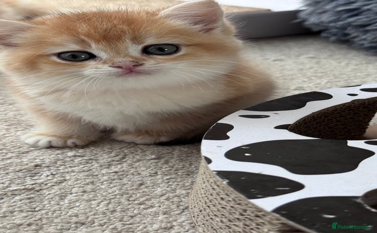 British Shorthair cats - Advert 9