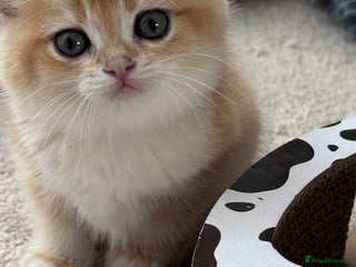 British Shorthair cats - Advert 23