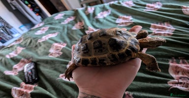 Tortoise reptiles - Advert 5