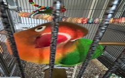Lovebirds birds for sale: Bonded lovebirds - Image 3