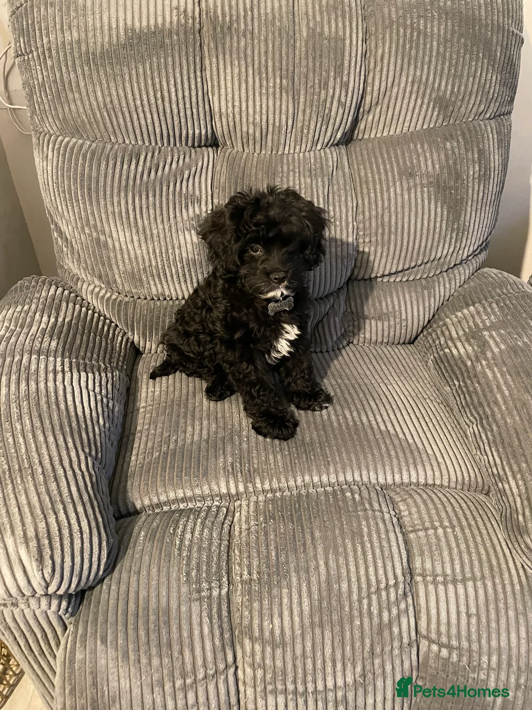 Cavapoo dogs for sale: Cavapoo puppy - Advert 3