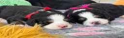 Bernese Mountain Dog dogs for sale: KC Registered Bernese Mountain Dog Puppies - Advert 12