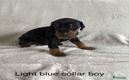 Dobermann dogs for sale: Beautiful European KC reg Doberman Puppies - Image 19