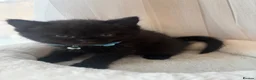 British Shorthair cats for sale: Adorable Kittens Looking for loving new homes - Advert 35