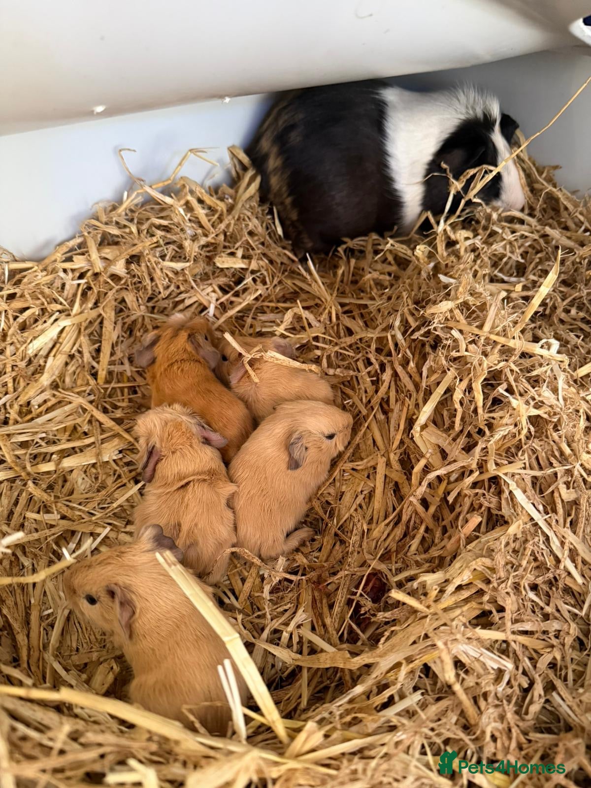 Guinea Pig rodents 5 Guinea pigs 🐹🐹🐹🐹🐹 (near Totnes) - Advert 1