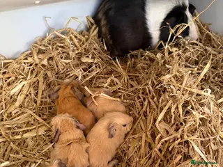 Guinea Pig rodents 5 Guinea pigs 🐹🐹🐹🐹🐹 (near Totnes) - Advert 1