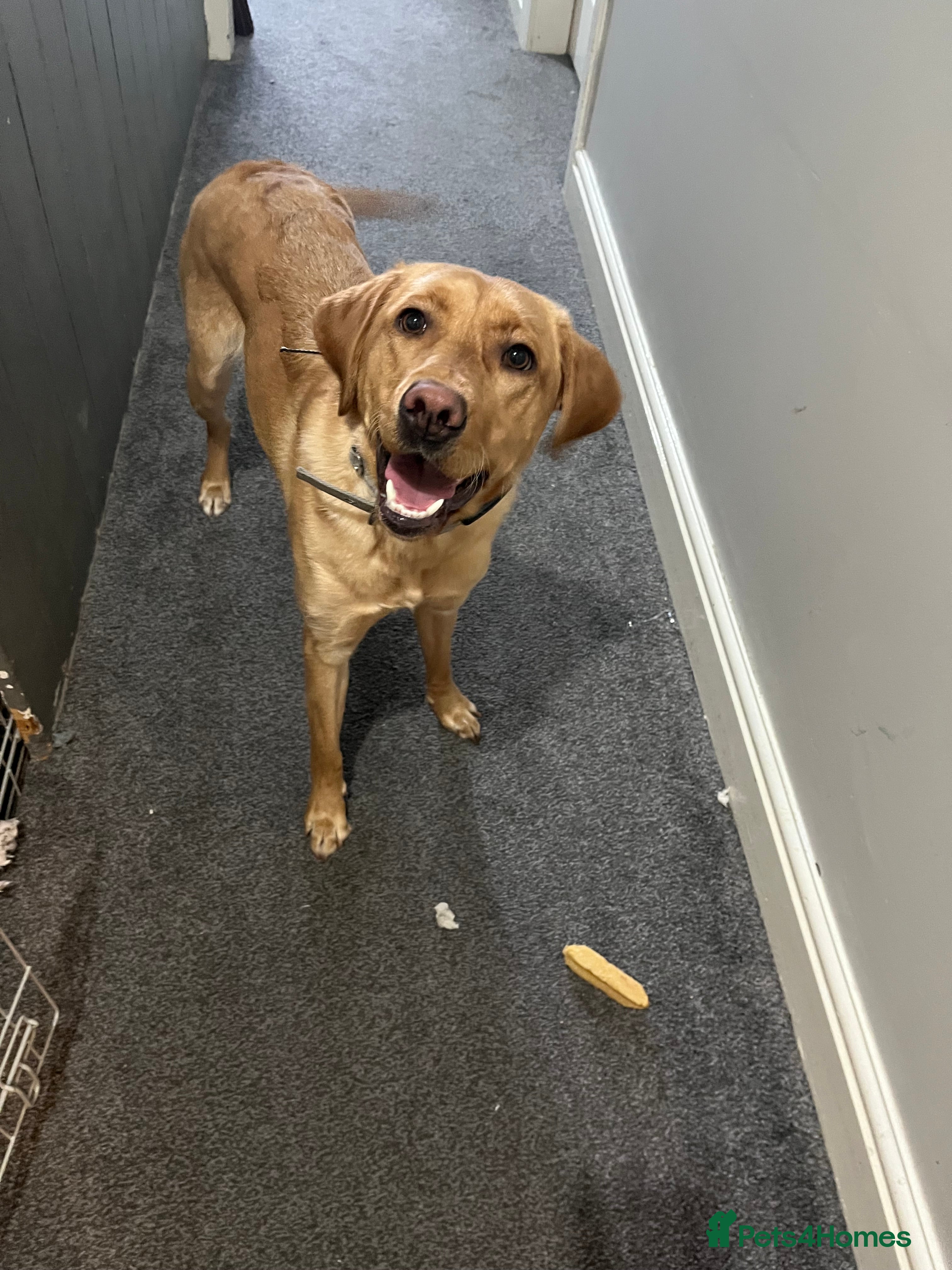 Labrador Retriever dogs 11 month old female Labrador  - Advert 1