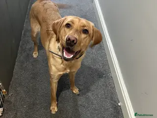 Labrador Retriever dogs 11 month old female Labrador - Advert 16