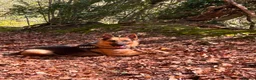 German Shepherd dogs for sale: Quality Straight Backed German Shepherd Puppies - Advert 7