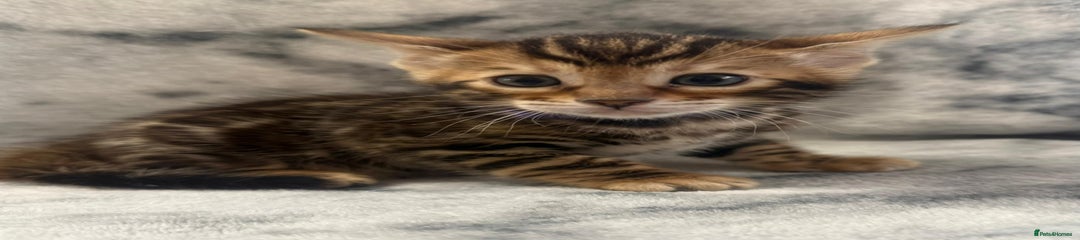 Bengal Kitten 5
